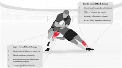 Quantifying Fatigue in the Rugby Codes: The Interplay Between Collision Characteristics and Neuromuscular Performance, Biochemical Measures, and Self-Reported Assessments of Fatigue